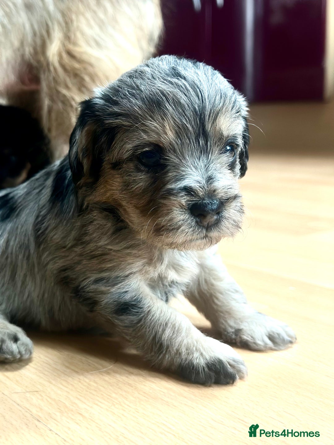 Border Terrier dogs for sale: Stunning Border Teddies - Image 2