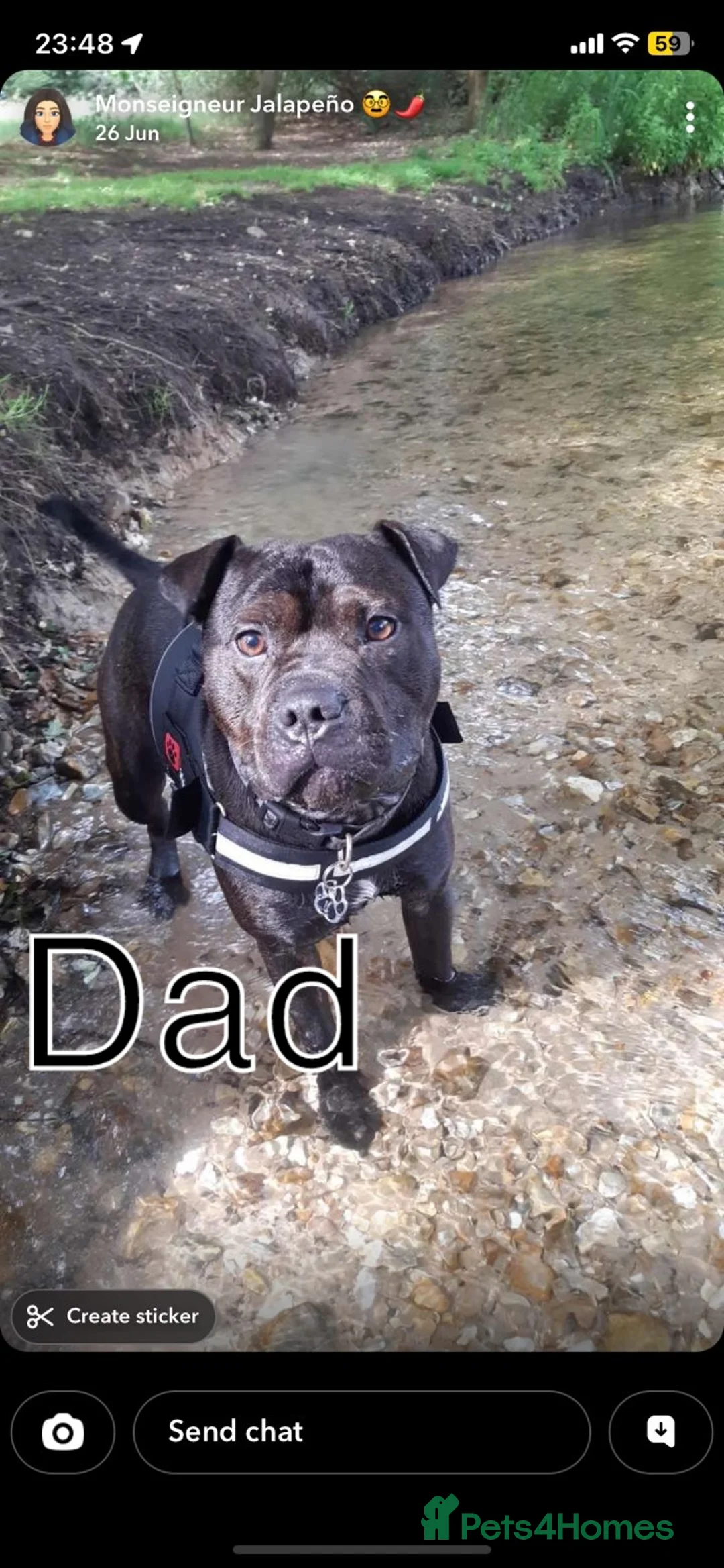 Staffordshire Bull Terrier dogs for sale: Beautiful Staffies pups  - Advert 4