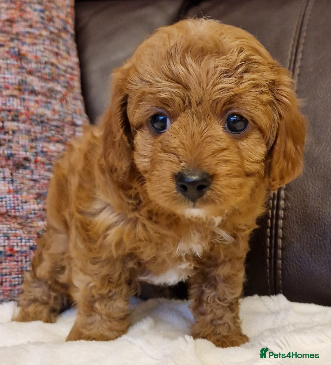 Cavachon dogs for sale: Beautiful Phantom, Sable and Red Cavapoochon Pups - Advert 8
