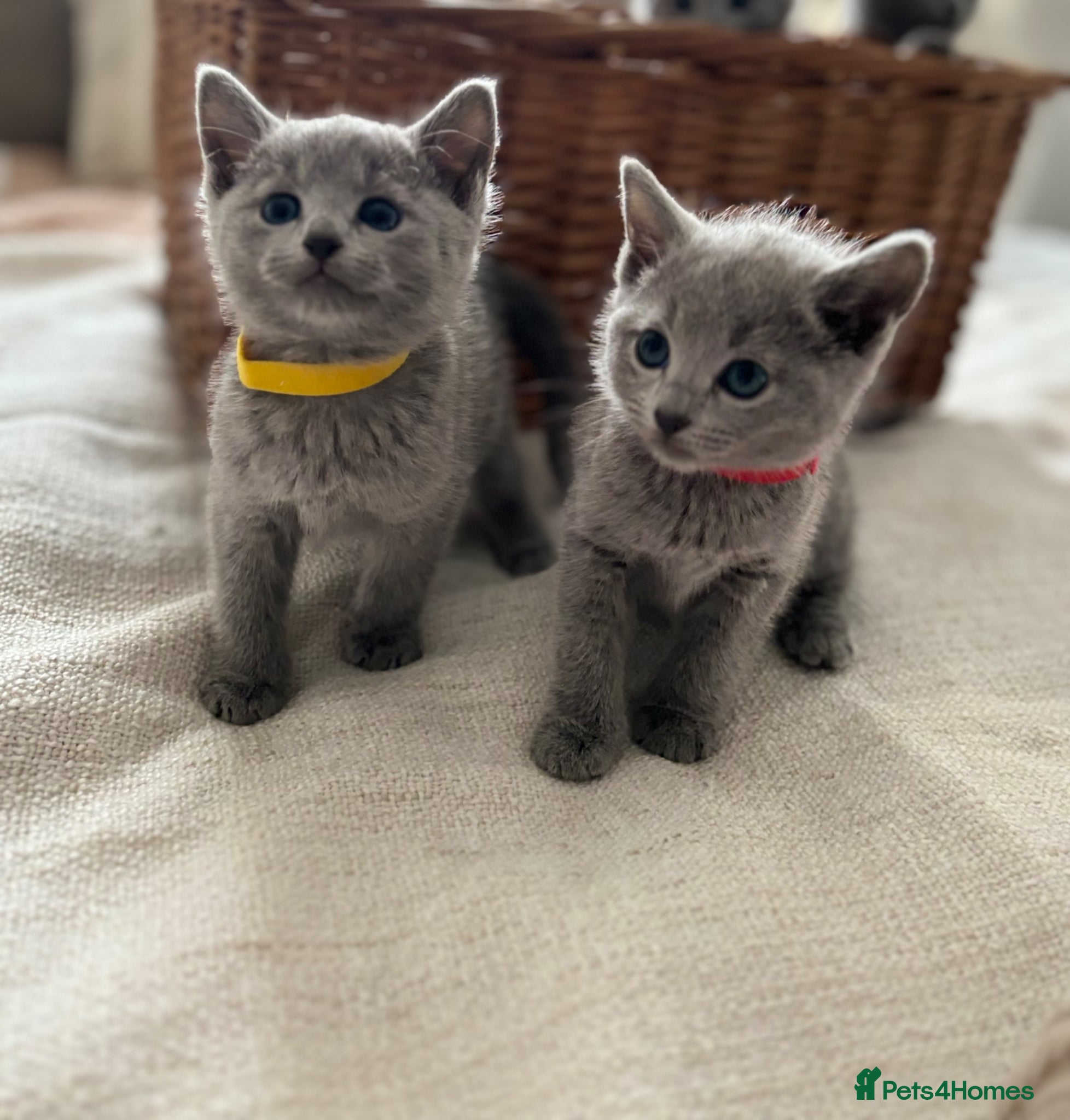 Russian Blue cats TICA PURE PEDIGREE RUSSIAN BLUE KITTENS  - Advert 2