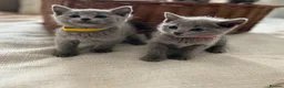 Russian Blue cats for sale: TICA PURE PEDIGREE RUSSIAN BLUE KITTENS  - Advert 13