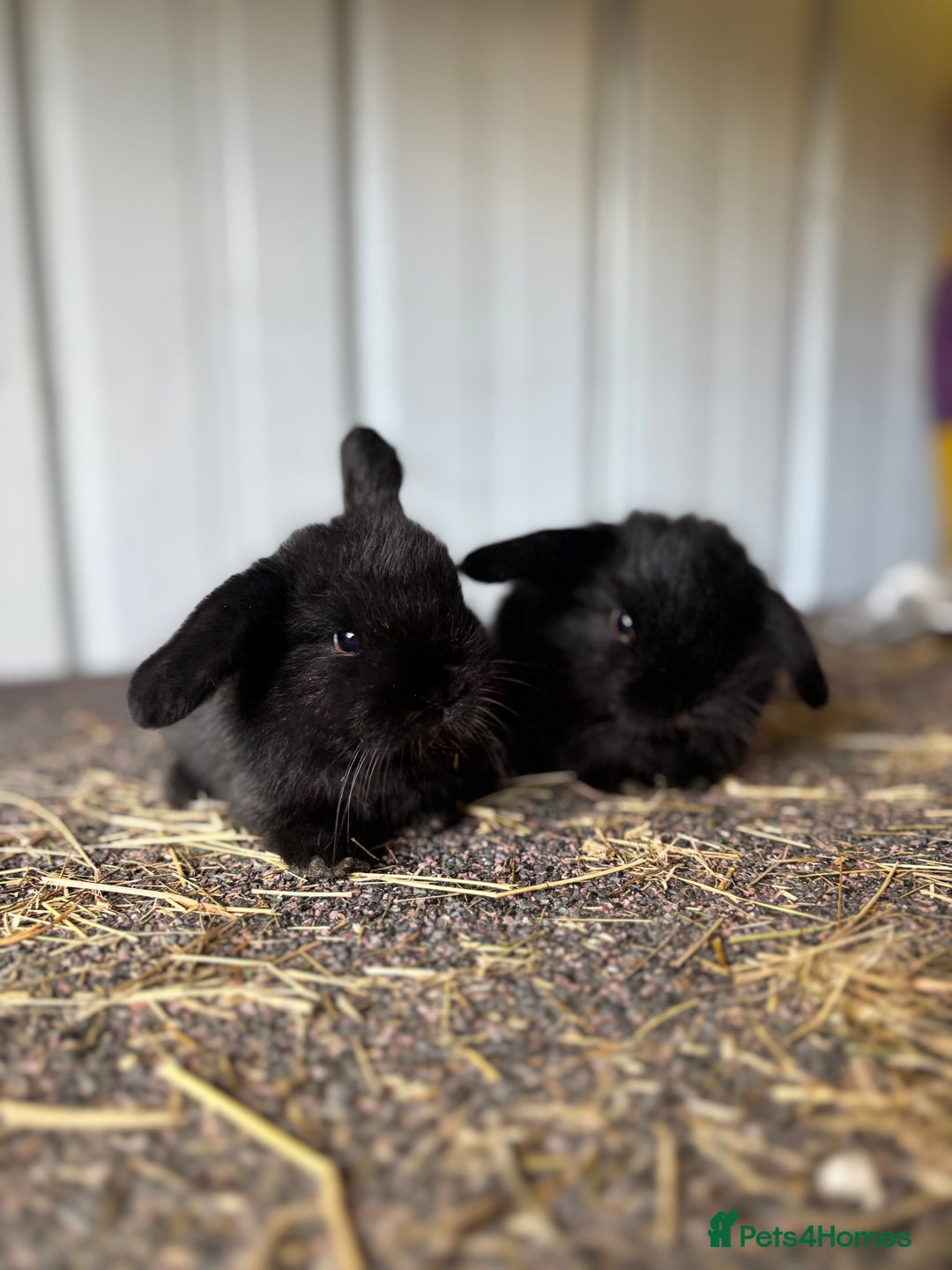 Mini Lop rabbits for sale: Mini lop babies - Image 6