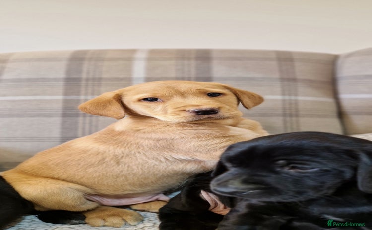 Labrador Retriever dogs - Advert 1