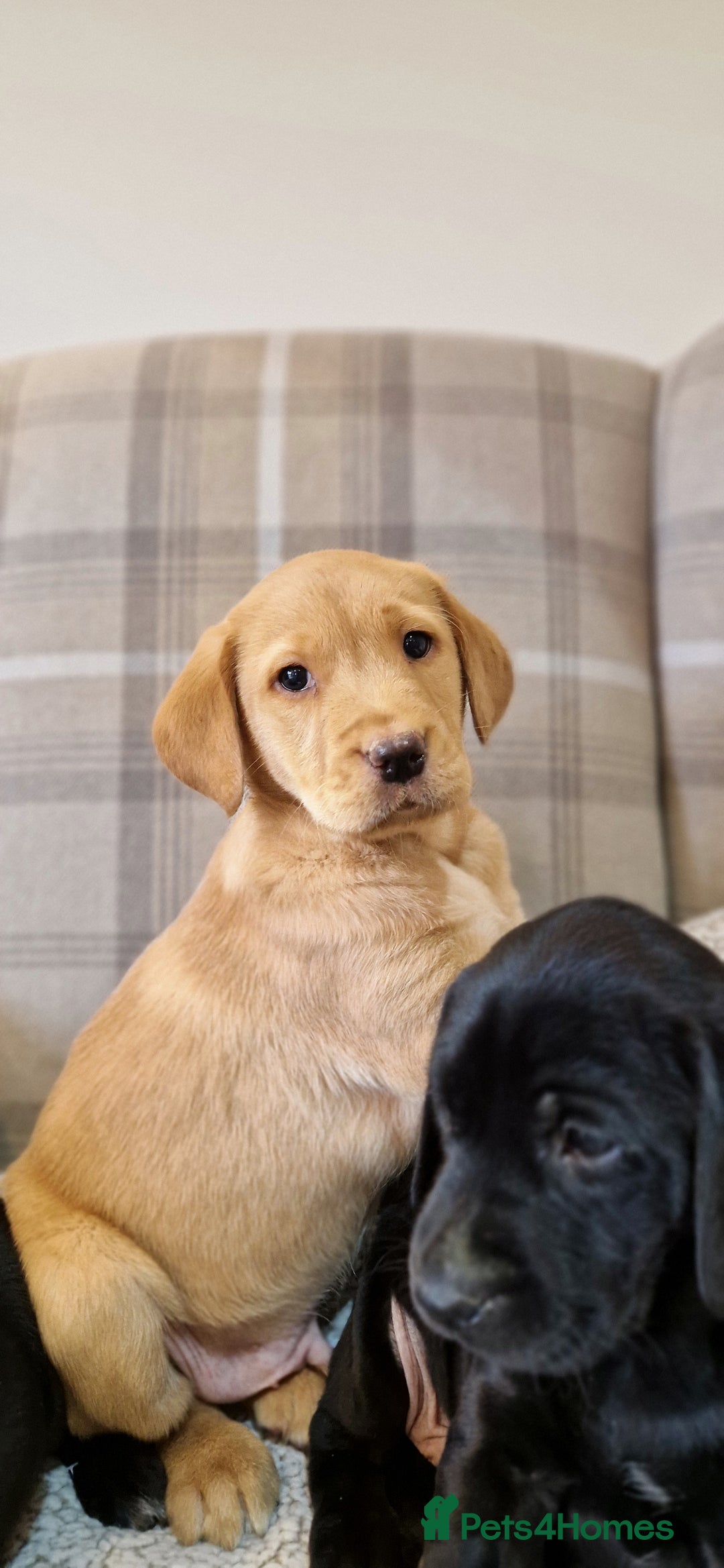 Labrador Retriever dogs for sale: Labrador puppies 🐶 ready to leave - Image 1