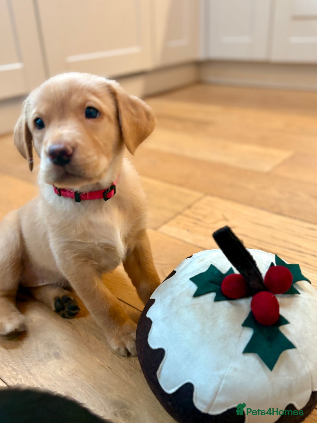 Labrador Retriever dogs for sale: Beautiful Pedigree Labrador Puppies - Advert 2