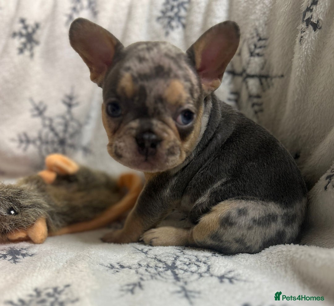 French Bulldog dogs for sale: Gorgeous French Bulldog Puppies - Advert 20