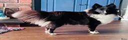 Shetland Sheepdog dogs for sale: Beautiful black bi girl  - Advert 5