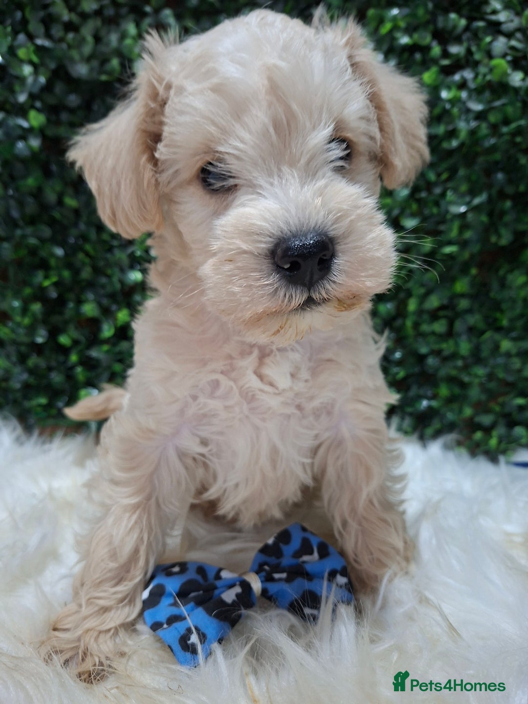 Mixed Breed dogs for sale: ✨ Exceptional Toy Schnoodle Puppies Available ✨ - Advert 17