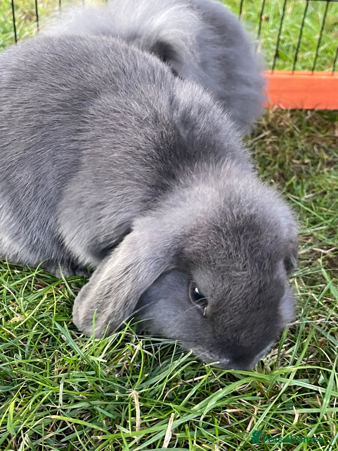 Mini Lop rabbits for sale: Male mini lop babies READY TO LEAVE  - Image 13