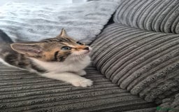 Mixed Breed cats for sale: Tabby kittens for sale - Image 7