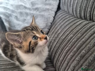 Mixed Breed cats - Advert 10