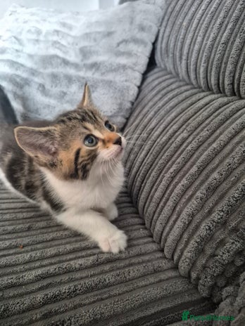 Mixed Breed cats - Advert 11
