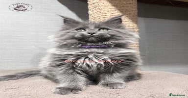 Maine Coon cats TICA registration Stunning Maine coon kittens - Advert 10