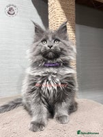 Maine Coon cats TICA registration Stunning Maine coon kittens - Advert 3