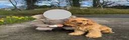 Cocker Spaniel dogs for sale: Female Show Cocker Spaniel in Leeds - Advert 5