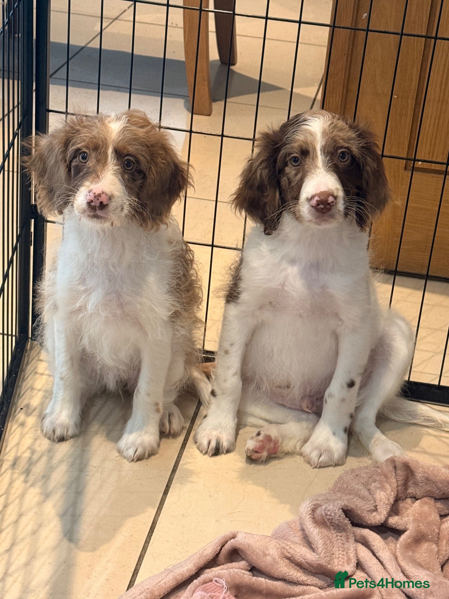 Sproodle dogs *LAST 2* Outstanding Rare F1 Sproodle’s  - Advert 2