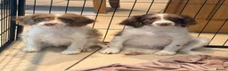 Sproodle dogs for sale: *LAST 2* Outstanding Rare F1 Sproodle’s  - Advert 1