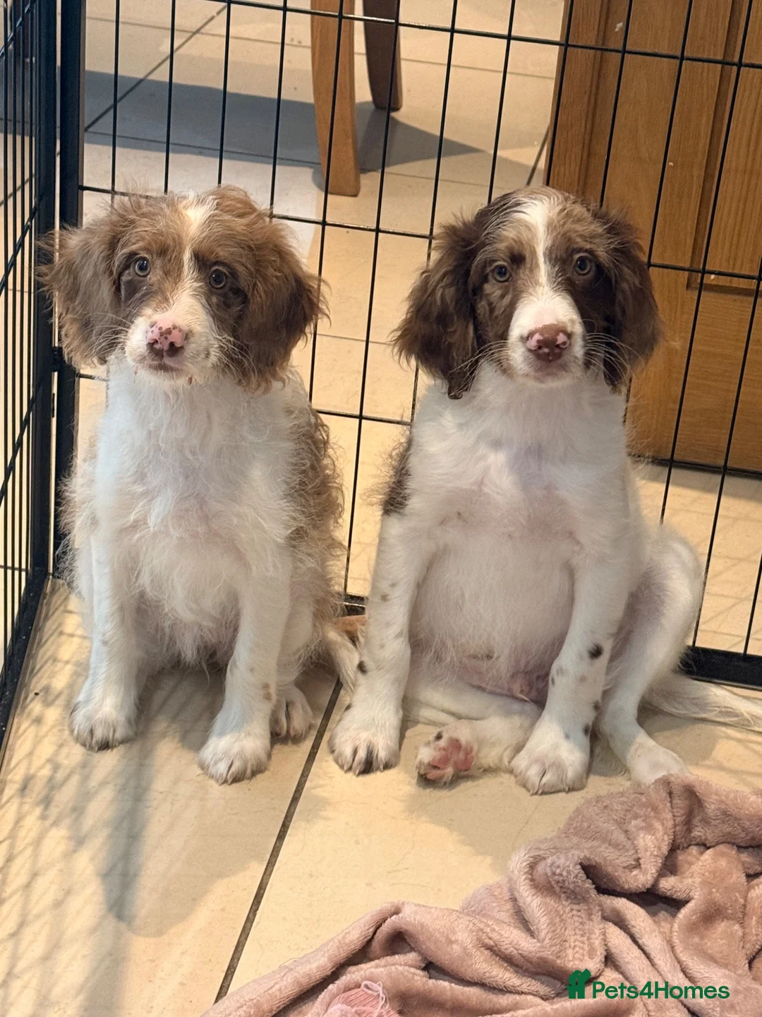 Sproodle dogs for sale: *LAST 2* Outstanding Rare F1 Sproodle’s  - Advert 1