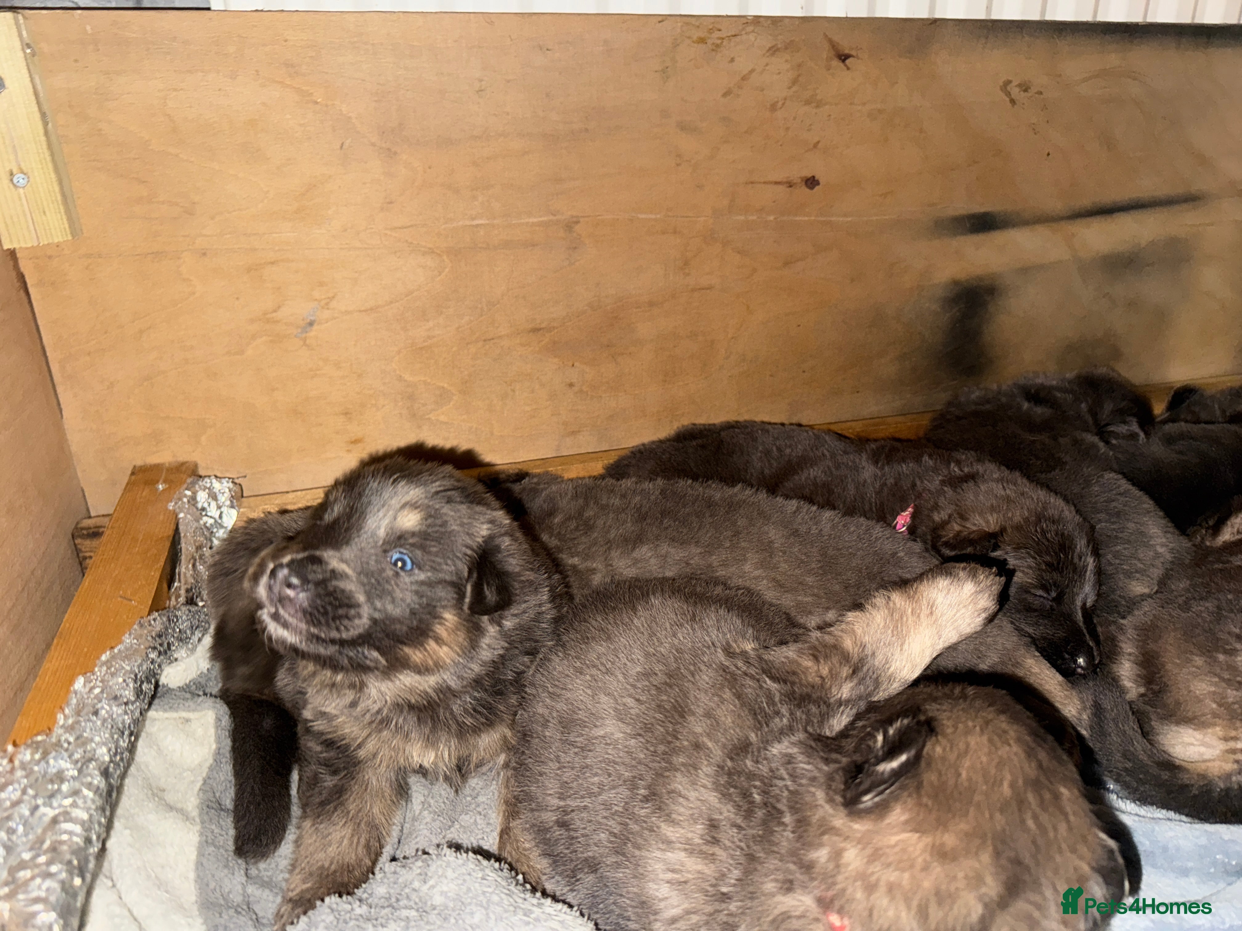 German Longhaired Pointer dogs Rare blue eyedBlue  straight back German Shepard - Advert 9