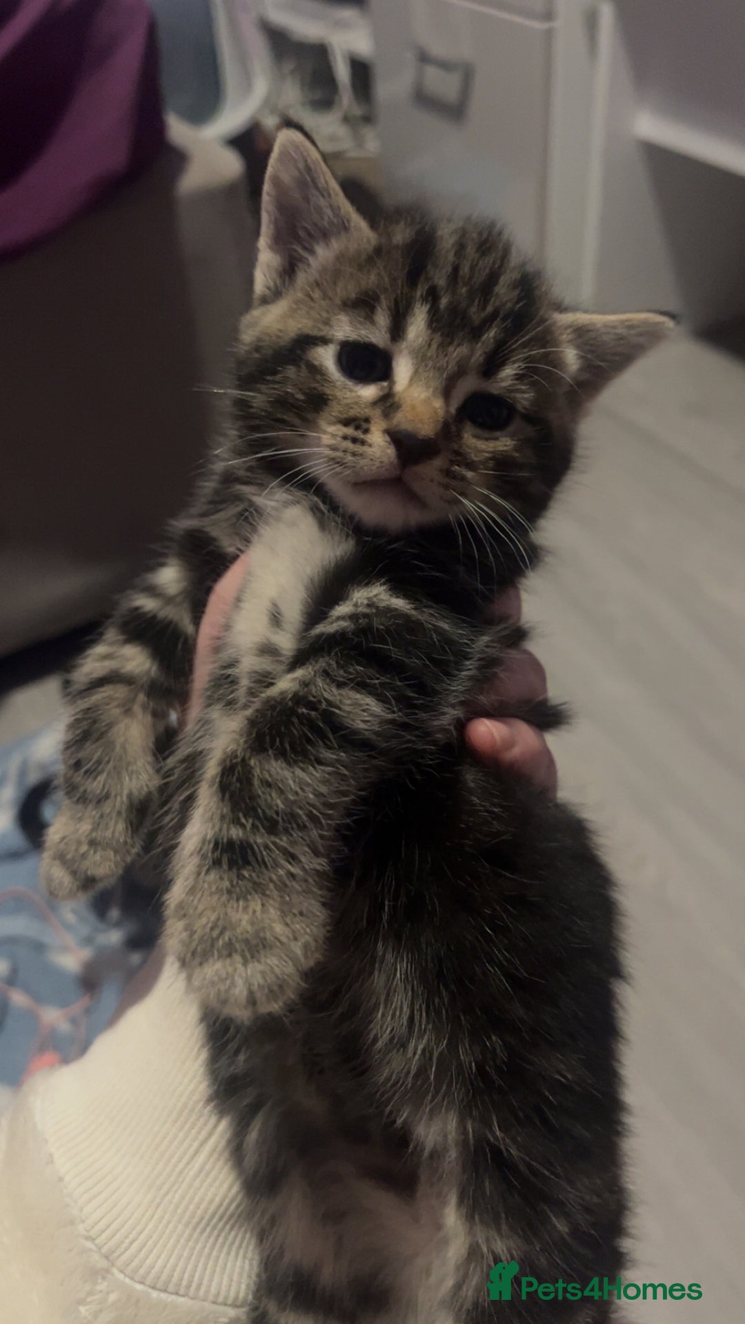 Domestic Shorthair cats for sale: Kittens who are looking for their forever homes🤍 - Advert 5