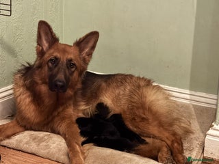 German Shepherd dogs German Shepherd Puppies for Sale - Advert 2