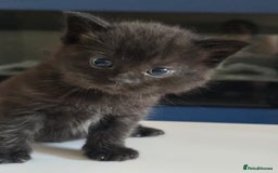 Domestic Shorthair cats for sale: 3 Adorable Kittens - Image 5