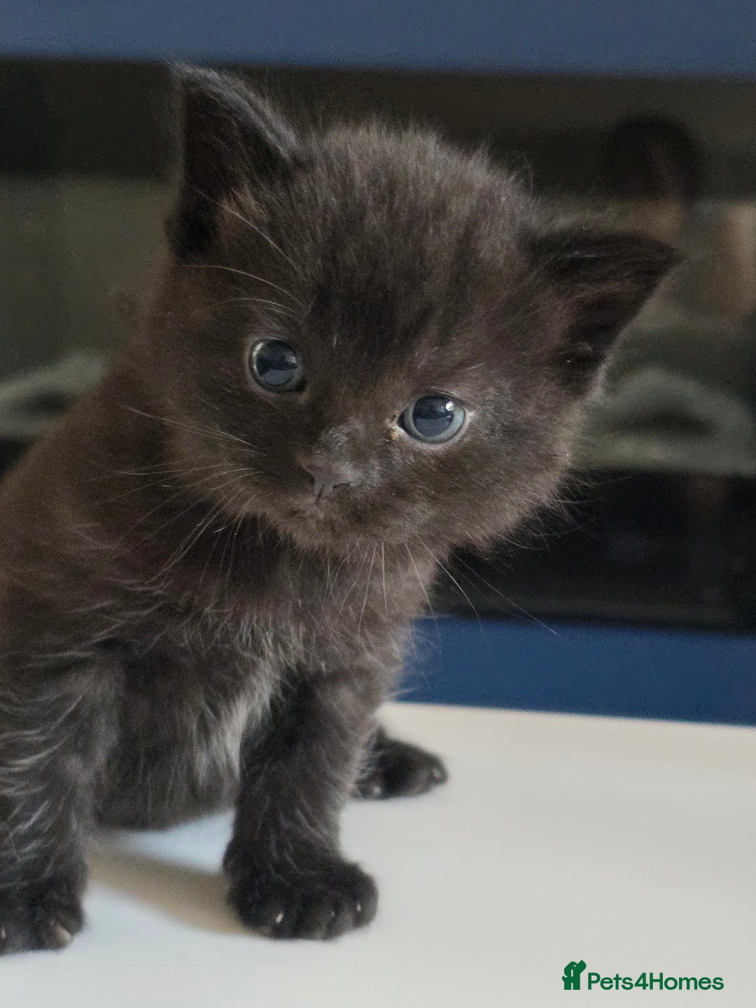 Domestic Shorthair cats for sale: 3 Adorable Kittens - Image 5