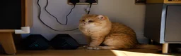 British Shorthair cats for sale: BSH Golden boys TICA Reg  - Advert 21