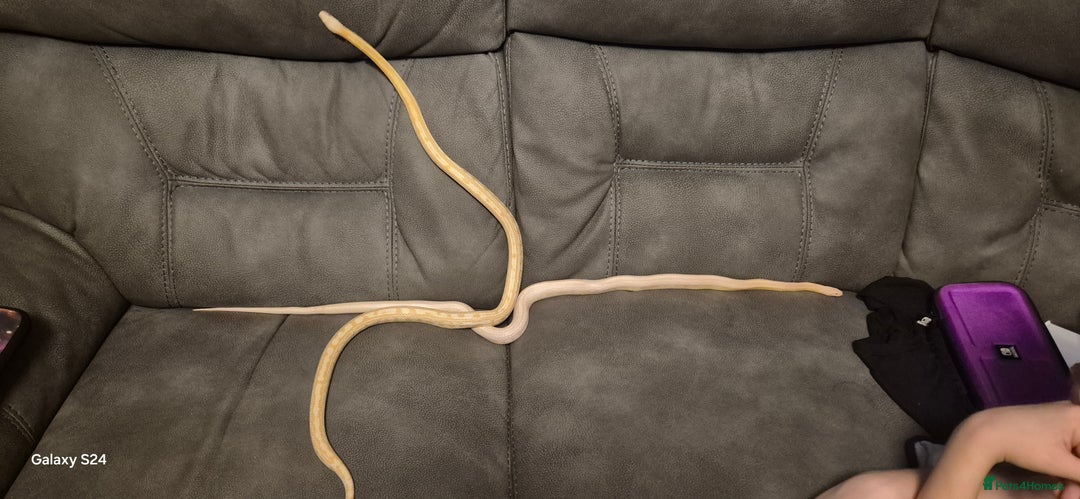 Corn Snake reptiles for sale: Male snow tessera corn snake for sale  in Orpington - Advert 3