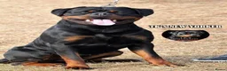 Rottweiler dogs for stud: **** FAUSTINIS TK,S QUANTOM OF SOLICE **** in Preston - Advert 26