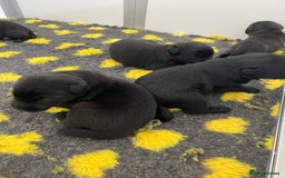 Labrador Retriever dogs for sale: Black Labrador puppies  - Image 10