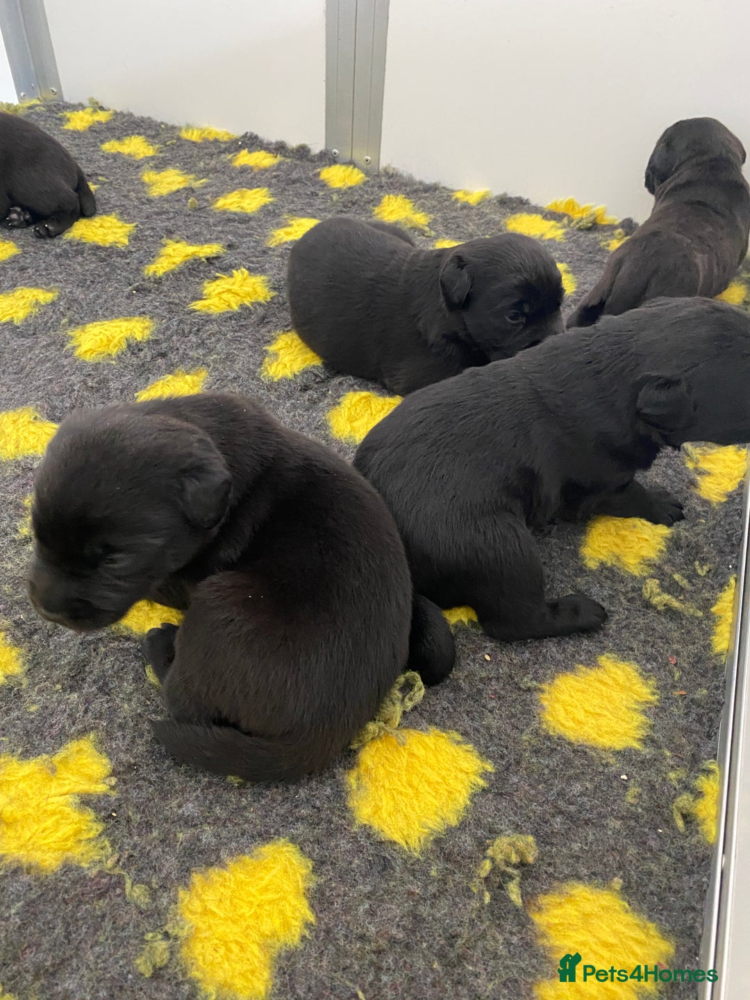 Labrador Retriever dogs for sale: Black Labrador puppies  - Image 10
