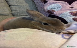 Rex rabbits for sale: Female rex cross bunny  - Image 3