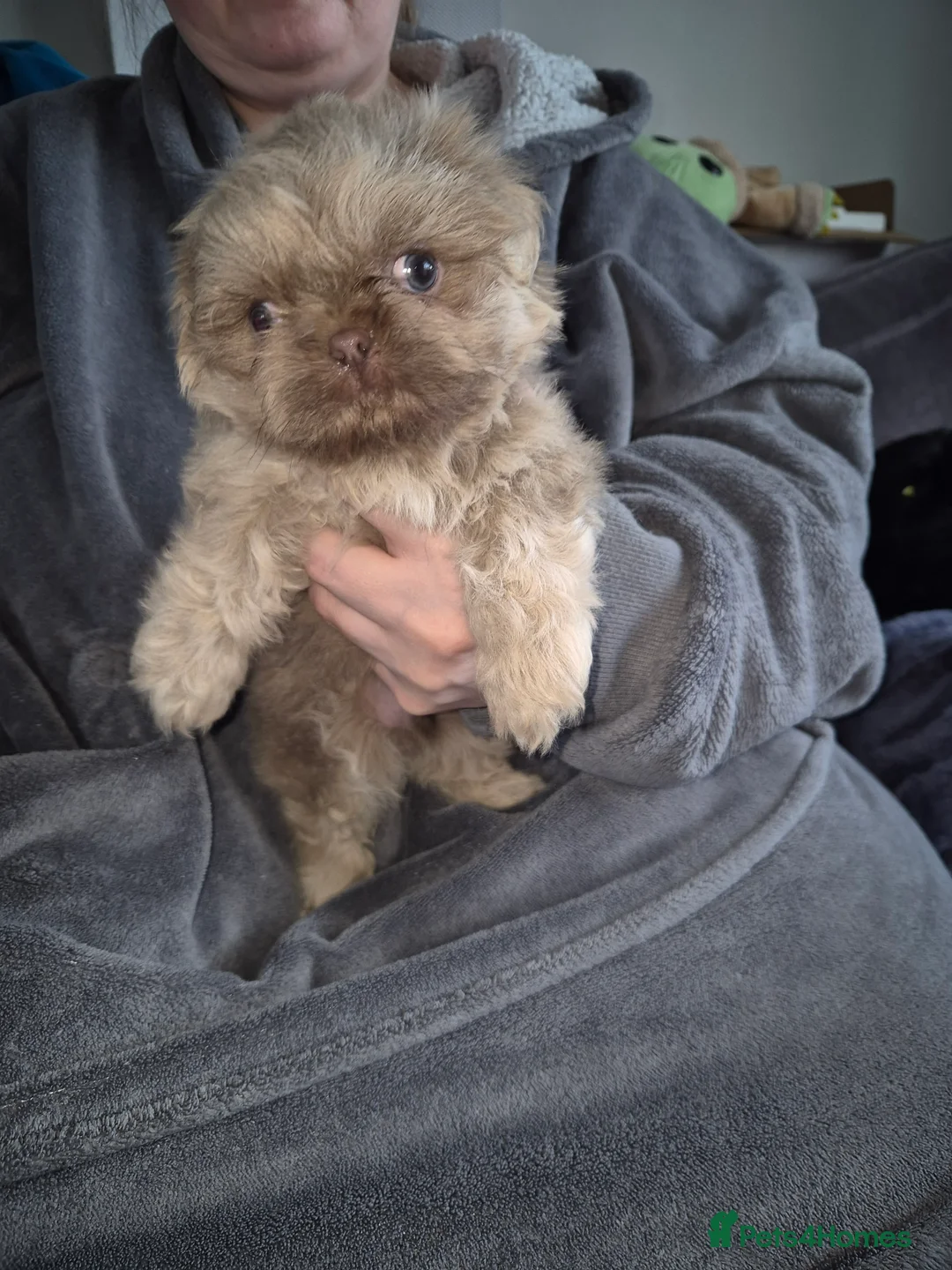 Shih Tzu dogs for sale: KC Reg Full imperial Shih tzu. - Advert 15