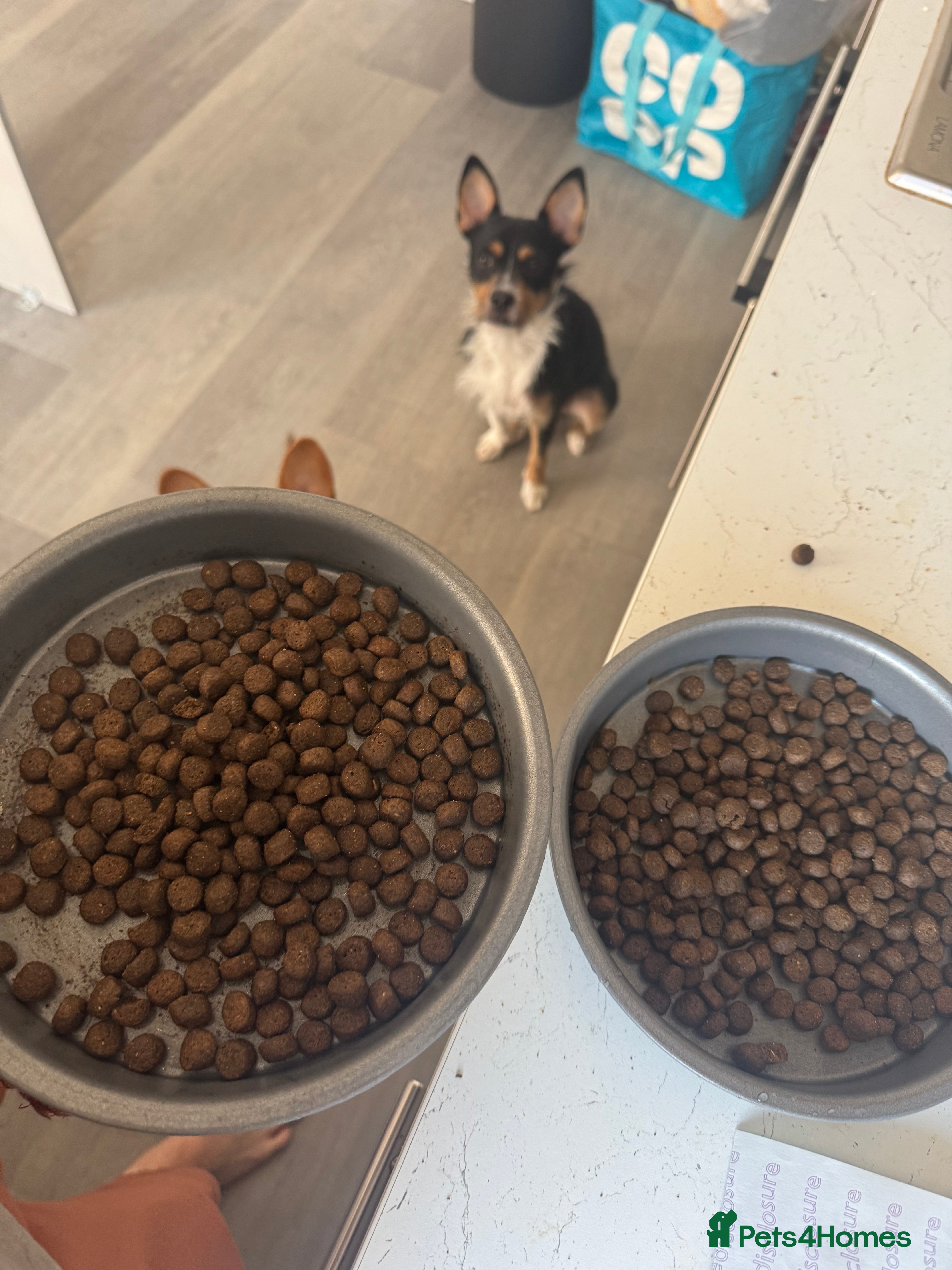 Mixed Breed dogs Needs to be rejoined  - Advert 1