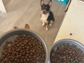 Mixed Breed dogs Needs to be rejoined - Advert 1