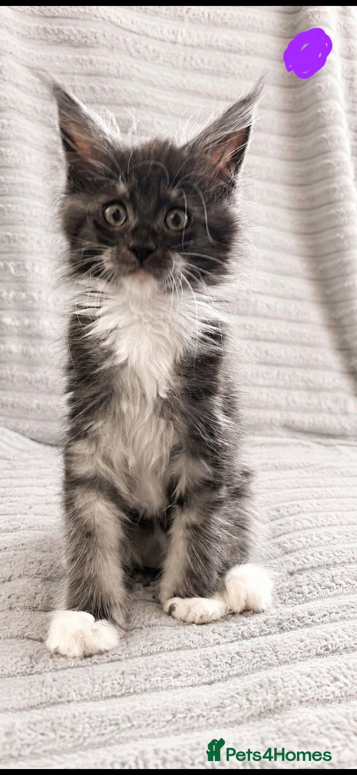 Maine Coon cats Maine coon - Advert 1