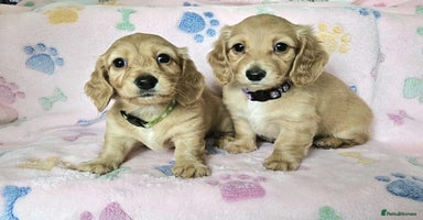 Miniature Dachshund dogs in Peterborough - Advert 12