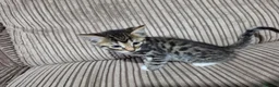 Bengal cats for sale: Bengal X DLH kittens  - Advert 19