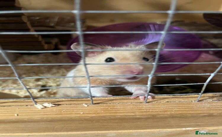 Hamster rodents - Advert 14