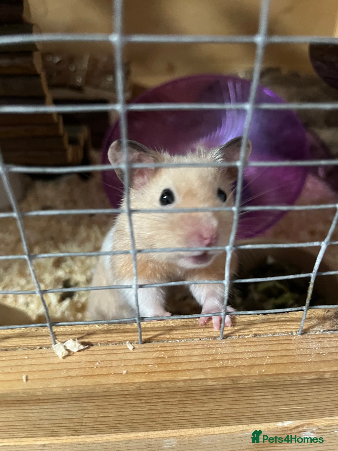Hamster rodents for sale: Hamster male - Image 1