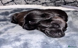 Mixed Breed dogs for sale: Labrador Cross - Image 1