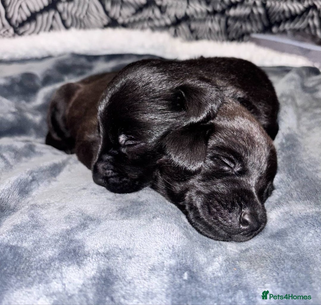 Mixed Breed dogs for sale: Labrador Cross - Image 1
