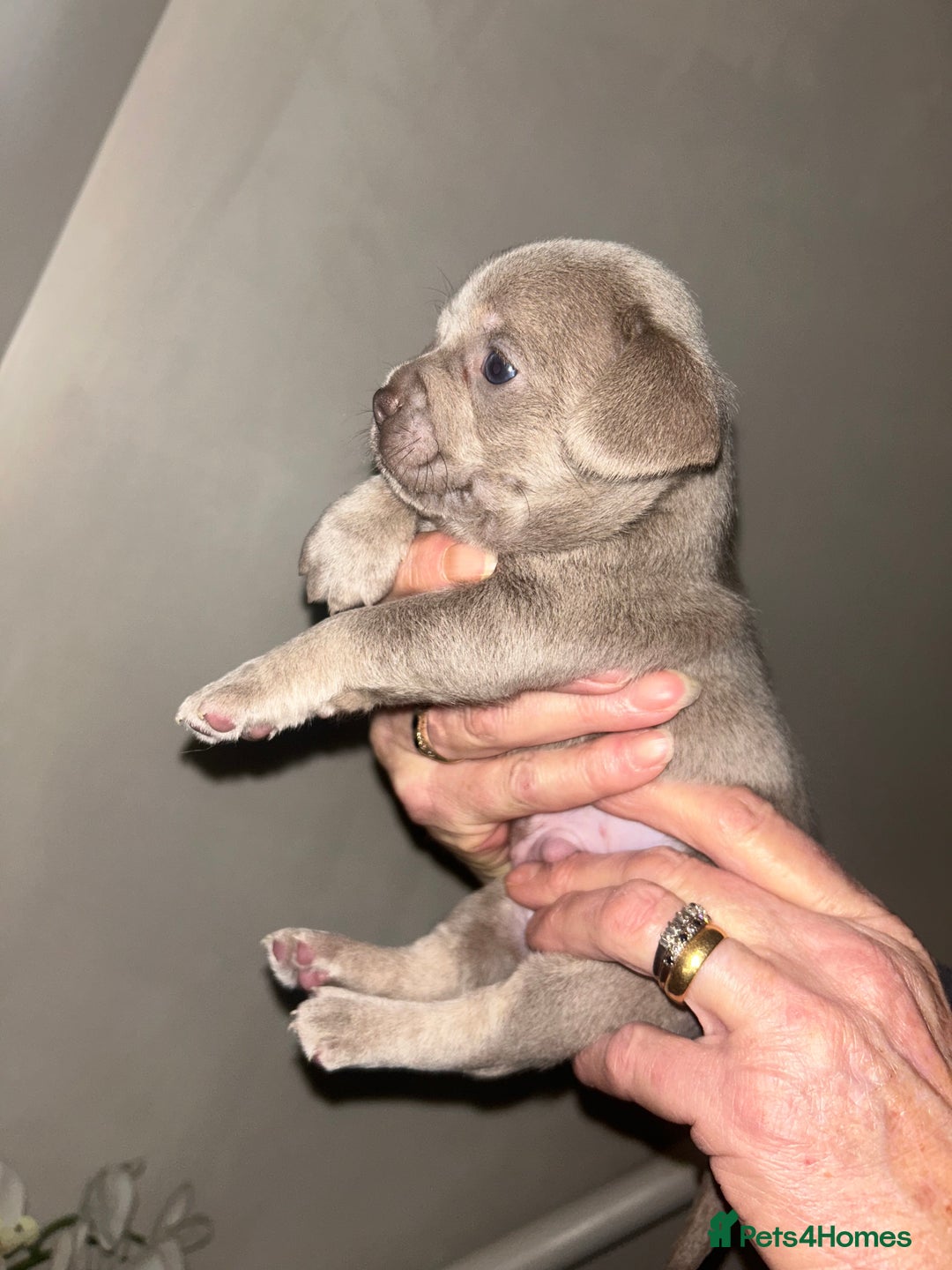 Mixed Breed dogs for sale: Beautiful French Bulldog x Chihuahua Puppies  - Advert 7