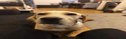 Labrador Retriever dogs for sale: Golden Lab Delilah - Advert 4