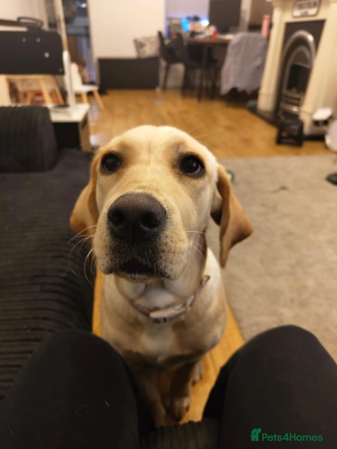 Labrador Retriever dogs for sale: Golden Lab Delilah - Advert 4