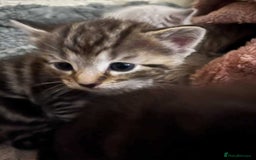 Ragdoll cats for sale: Stunning Rgdoll mix kittens !!!  - Image 12