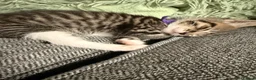 Mixed Breed cats for sale: Super cute and friendly tabby kittens  - Advert 21