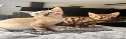 Bengal cats for sale: 2 bengal tiger  cubs for sale  - Advert 12