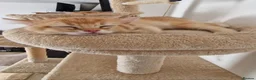 British Shorthair cats for sale: GCCF BY12 Golden British Shorthair Kittens - Advert 4